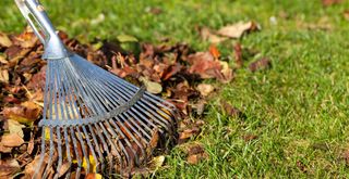 raking dead leaves off a grass to avoid a common lawn care mistake