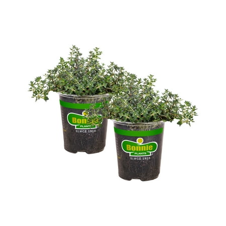 19.3 Oz 2-Packbonnie Plants German Thyme