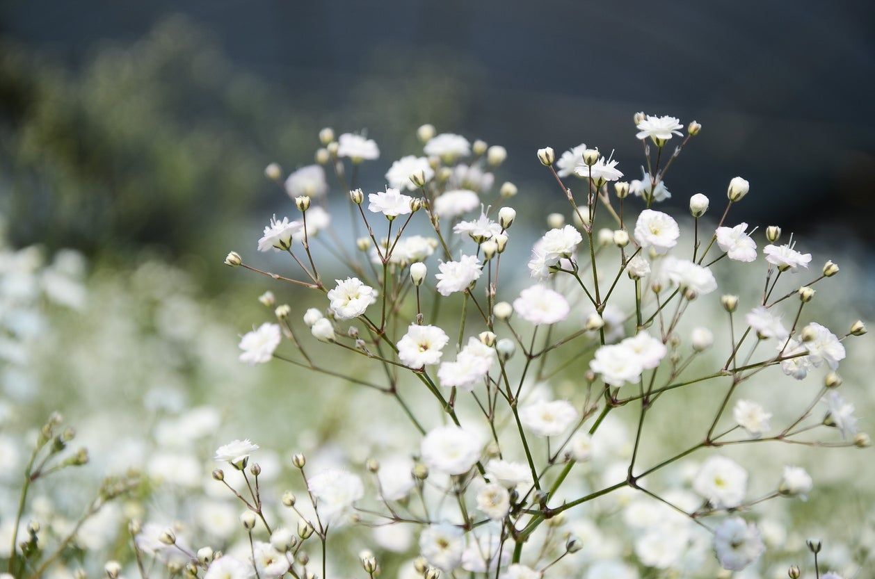 Baby&amp;#39;s Breath Plant