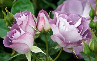 guide to growing roses