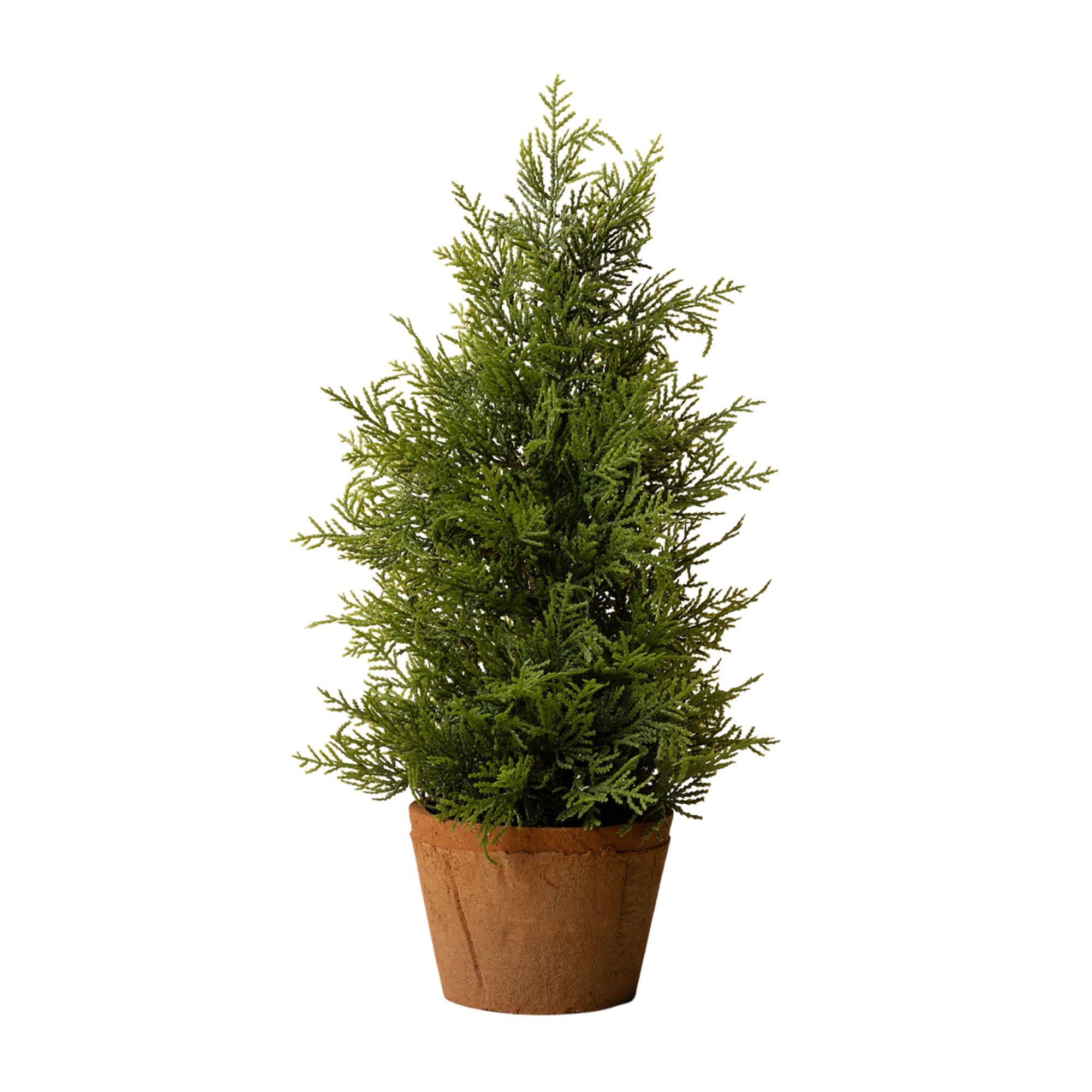 Mini tree in terracotta pot