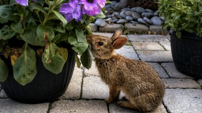 Small rabbit nibbling the leaves of a flower in a pot in a garden