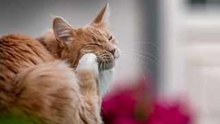 Best flea treatments for cats: collars, meds, shampoos and ...