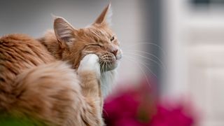 best flea treatments for cats