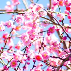 plum blossom with pink flowers growing on branches against blue sky