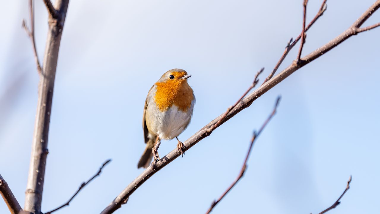 Robin sitting on a tree branch