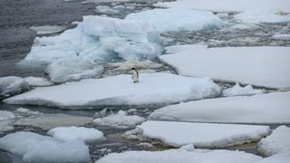 A penguin stands on melting sea ice in Antarctica.