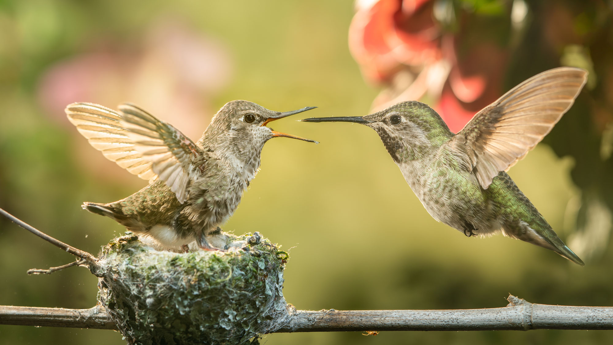 hummingbird parent feeding baby bird in nest
