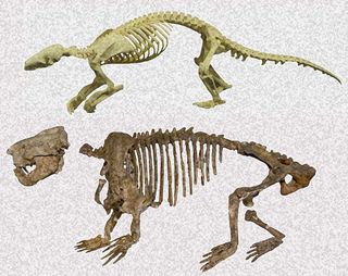 Ernanodon and pangolin skeletons