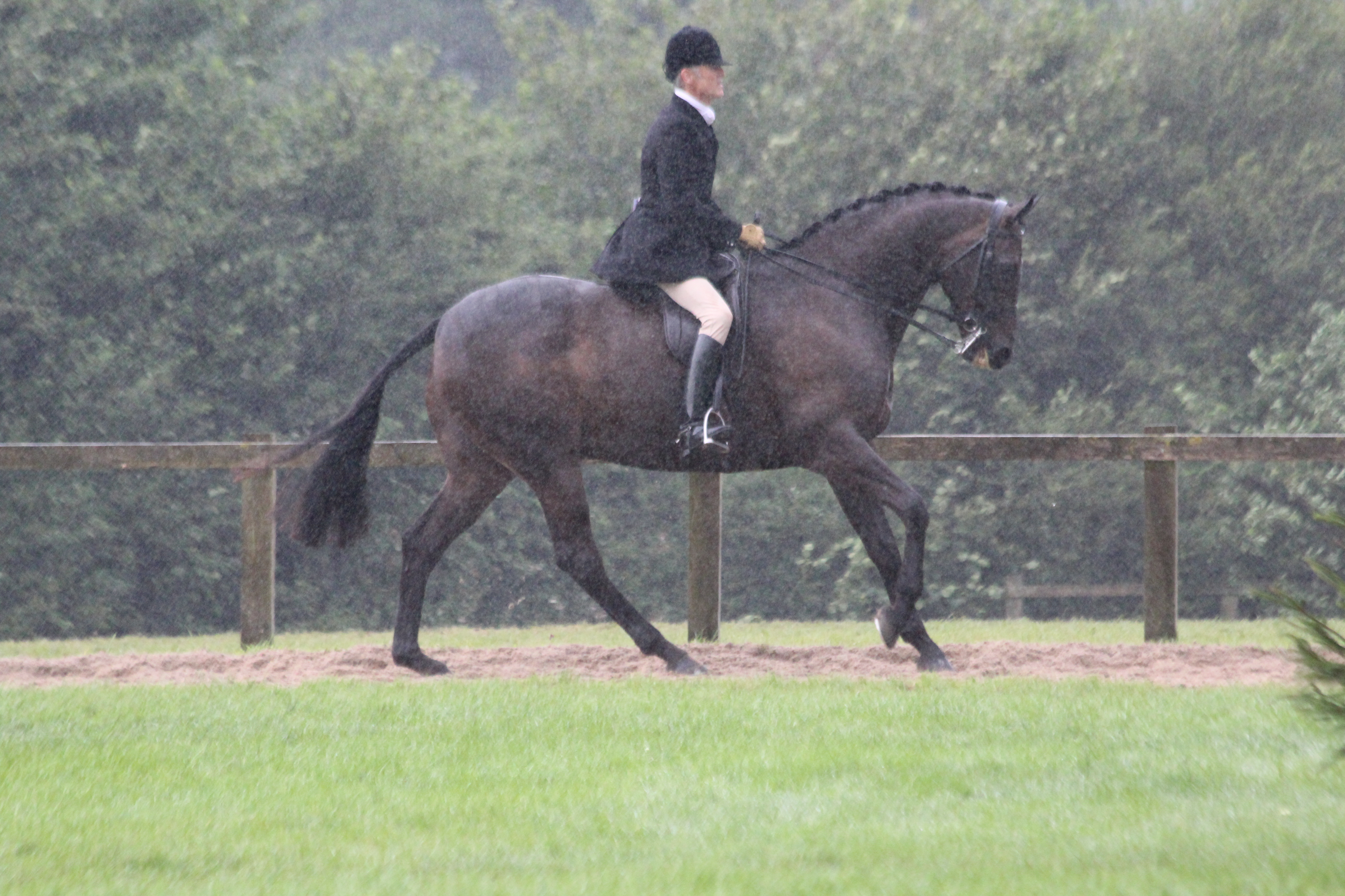 Amateur lightweight hunter: Seabourne Silent Valley
