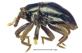 Newly described Chewbacca beetle is fuzzy-legged and adorable.