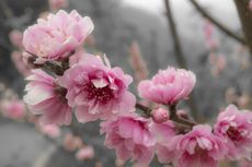 flowering peach