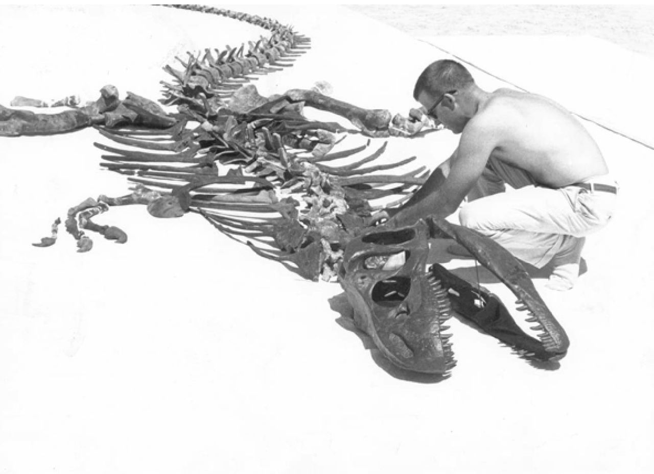 Researchers named the newfound Allosaurus after paleontologist James Madsen Jr., shown here assembling a composite skeleton of an Allosaurus from the Cleveland-Lloyd Dinosaur Quarry in Utah.