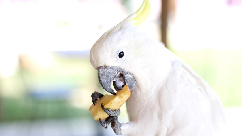 Cockatoo eating fruit 