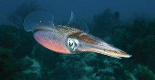 Cephalopods are a group of marine invertebrates that include octopuses, squids and cuttlefish. Here, a colorful squid darts through the water.