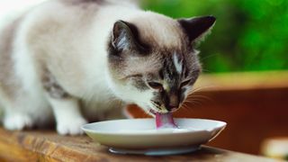 Cat drinking milk