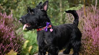 Scottish Terrier wearing tartan collar and stood amongst heather