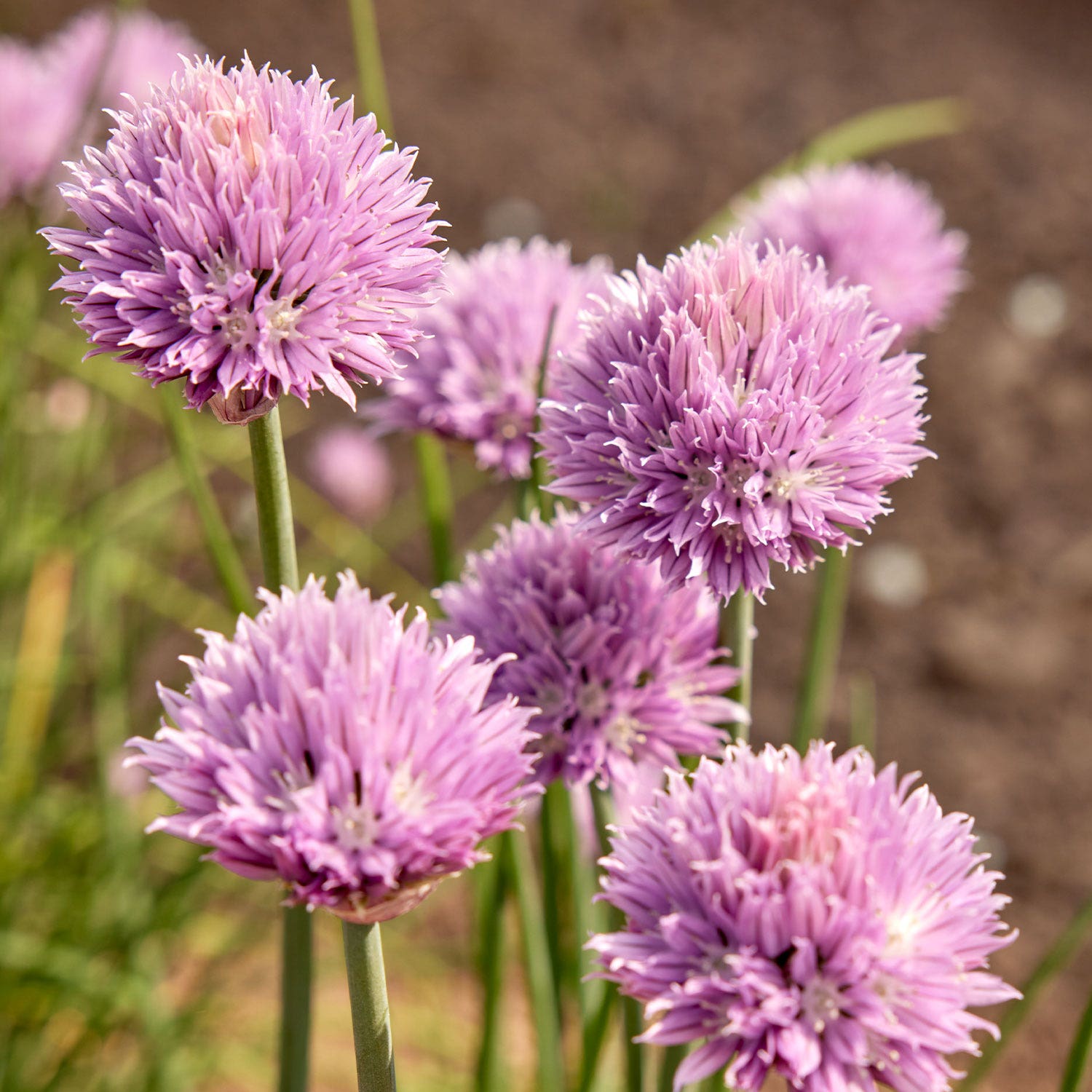 Dolores Chives Seeds &amp;amp; Plant