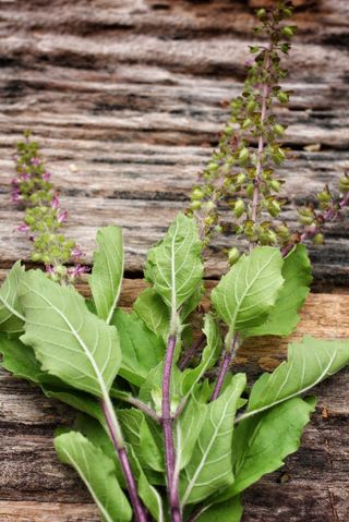 Saving Basil Seed How To Harvest Basil Seeds From Plants