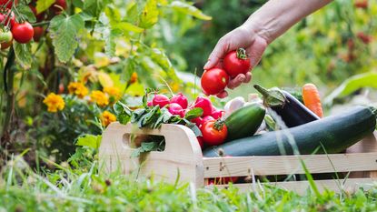 Harvesting vegetables in a crate