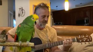 Tico The Parrot
