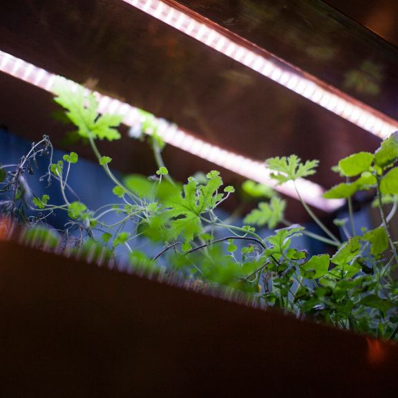 Learn About Grow Light Positives And Negatives | Gardening Know How