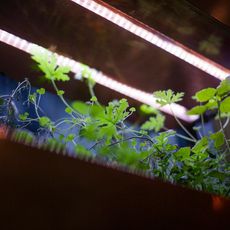 Plants growing under grow lights