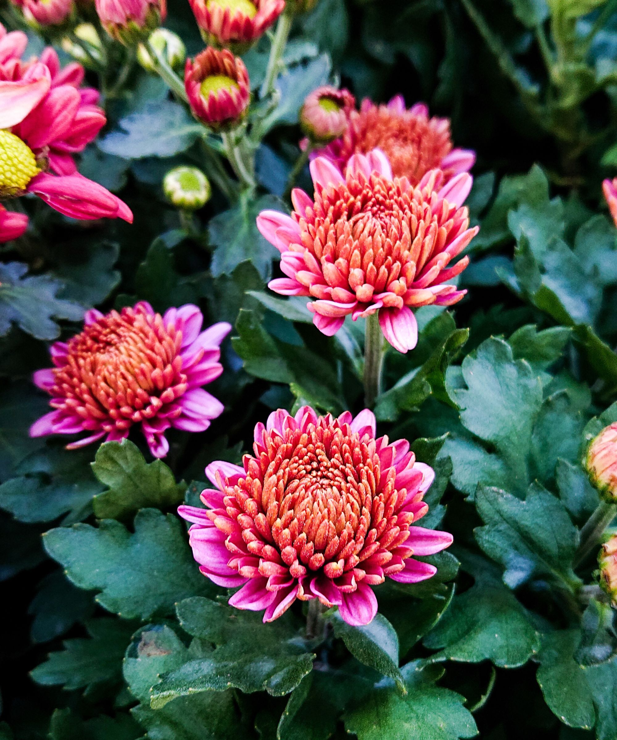 Pink chrysanthemums