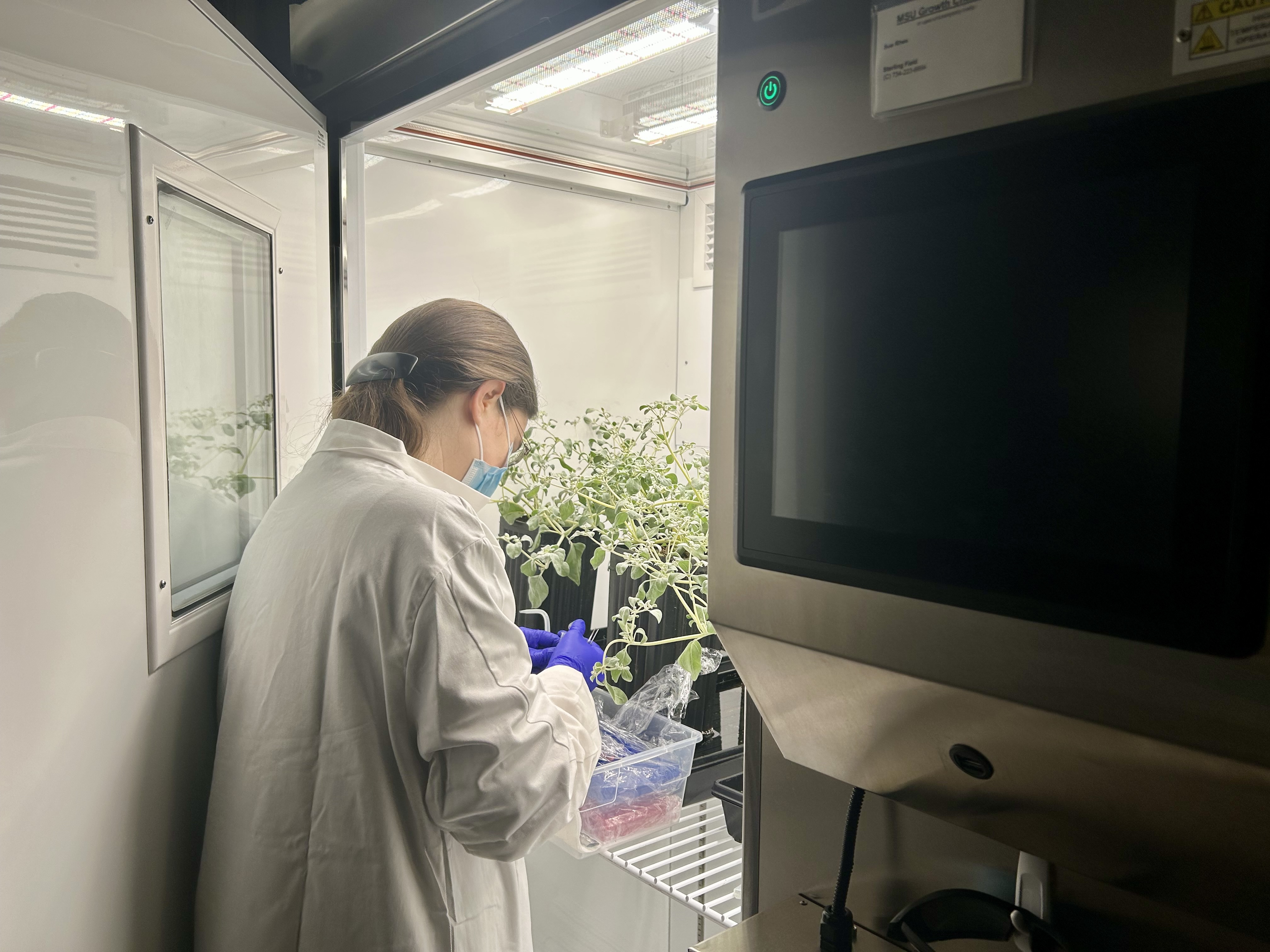 Dr. Karine Prado working with T. oblongifolia inside a plant growth chamber.