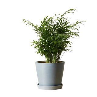 A parlor palm plant in a gray pot