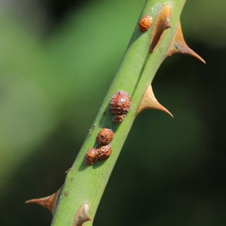 Parthenolecanium scale garden plant pests on rose stem with thorns