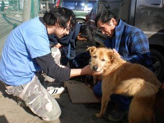 Japanese vet Dr. Sasaki treating dogs at one of the evacuation centres in Sendai City. He's already seen over 20 animals who need medical care in the past two days.