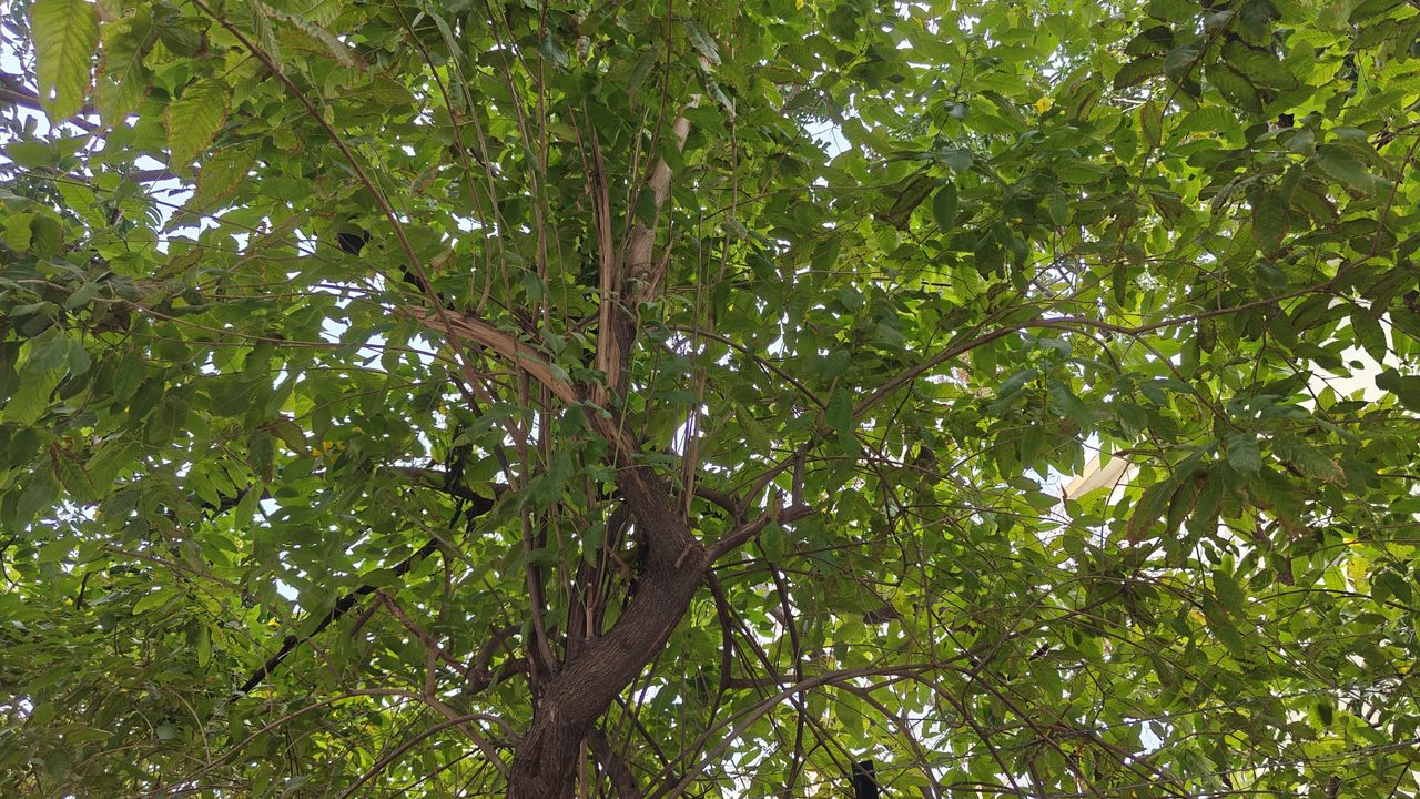 OnePlus 12 camera shots