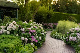 bushes of blooming pink hydrangea along a cobblestone path