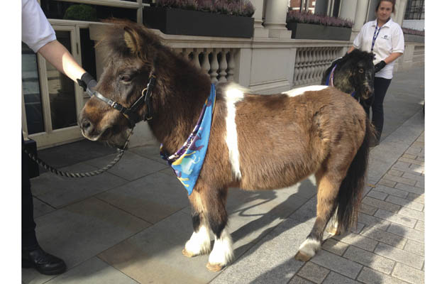 One-of-World-Horse-Welfares-horses-wearing-the-scarf-at-the-Tatler-event.jpg