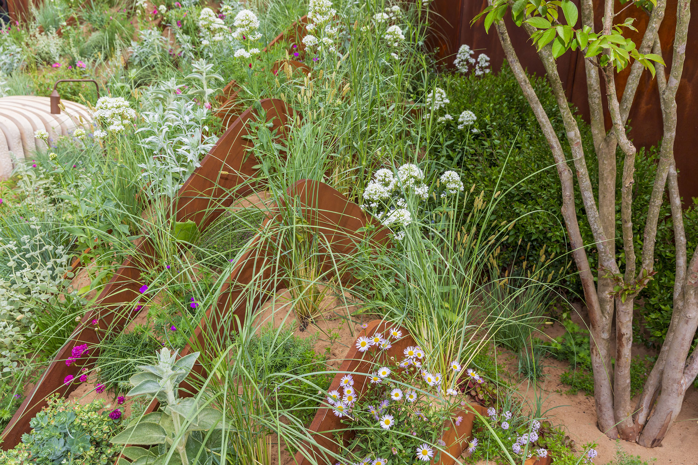 The Hospitalfield Arts Garden by Nigel Dunnett at RHS Chelsea Flower Show 2025