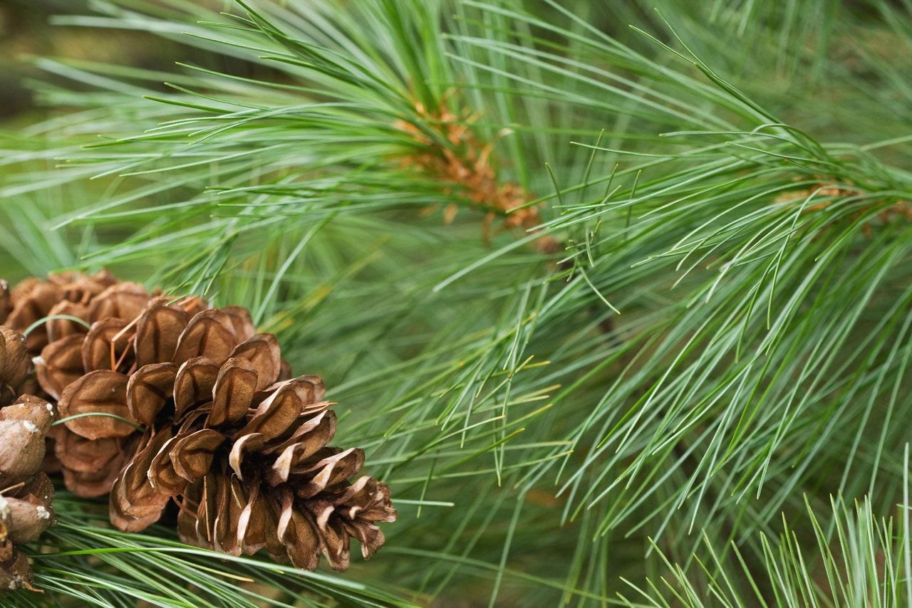 Pine Cone On A Pine Tree