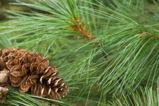 Pine Cone On A Pine Tree
