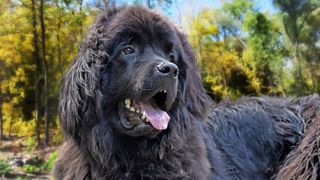 Newfoundland dog