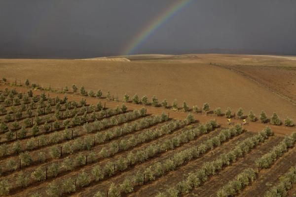 Riders pass the Gabrielskloof wine estate during stage 5 of the 2012 Absa Cape Epic Mountain Bike stage race from the Overberg Primary