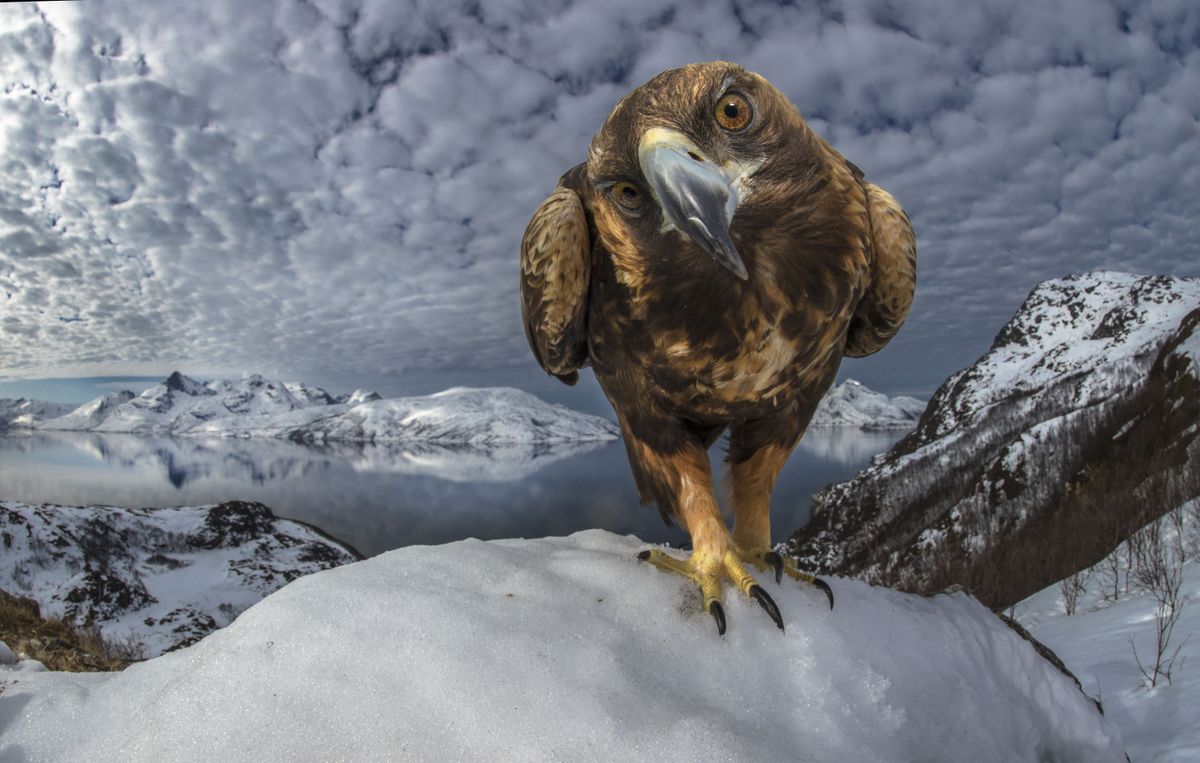 Wildlife Nature Photography