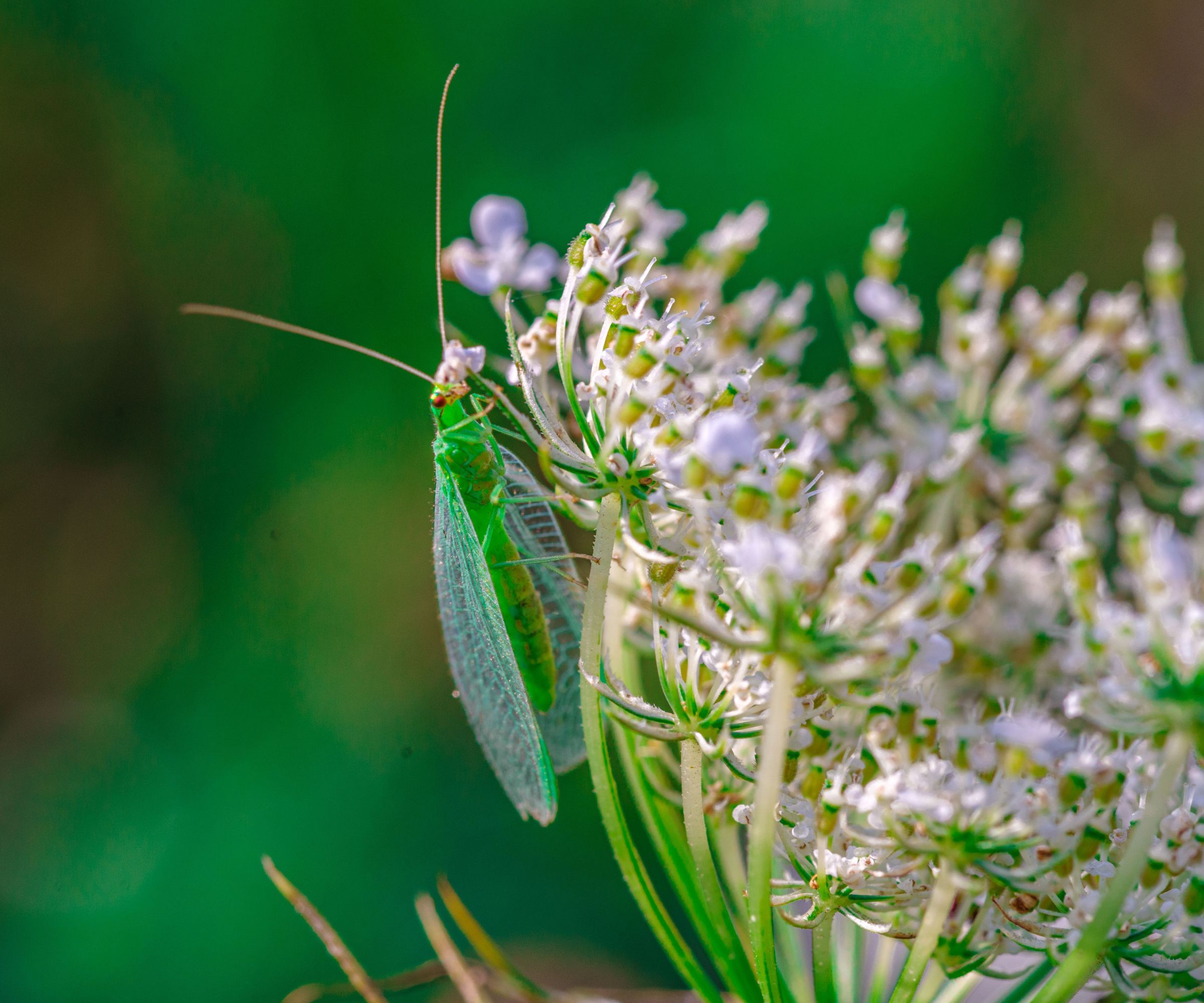Close-up of a green lacewing insect on a white flower with a blurred green background.
