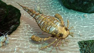 A yellow-colored sea scorpion swims underwater.