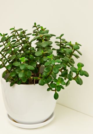 A jade plant in a white container with a saucer