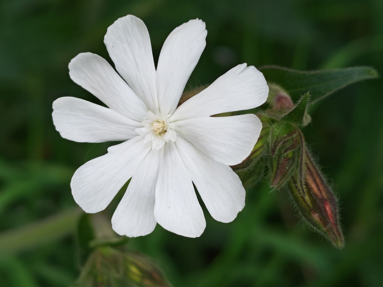 The closeup bloom of a white campion.