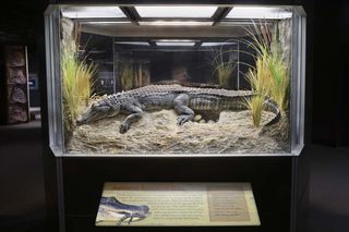 Crocs American alligator