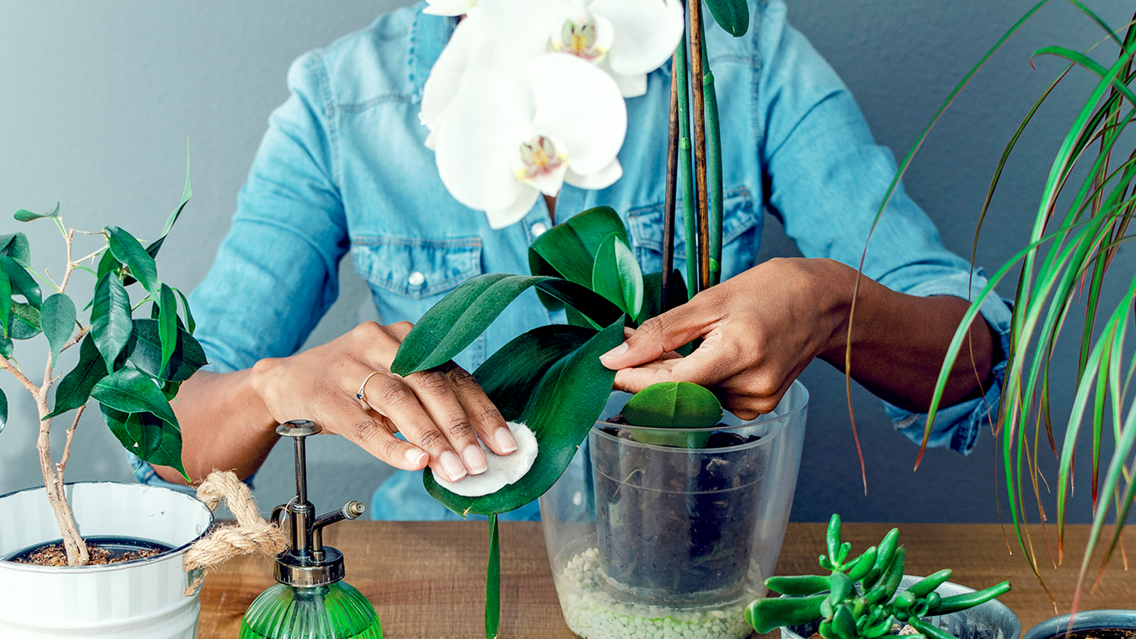 Grower cleans orchid leaves with cotton pad