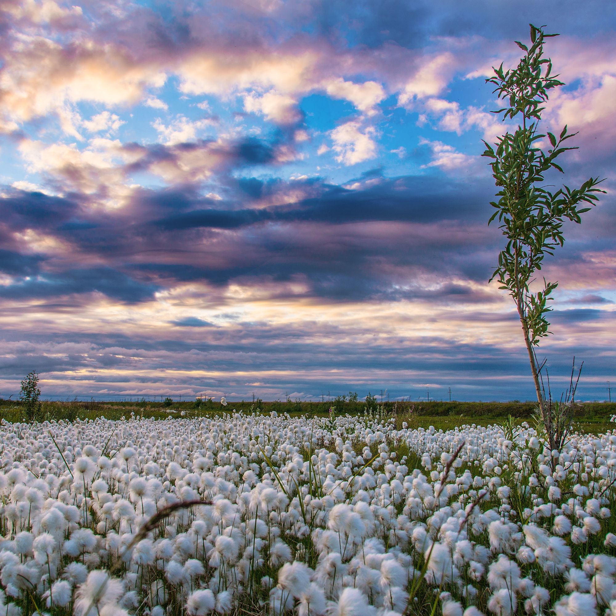 Arctic cotton