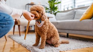 Dog getting a treat