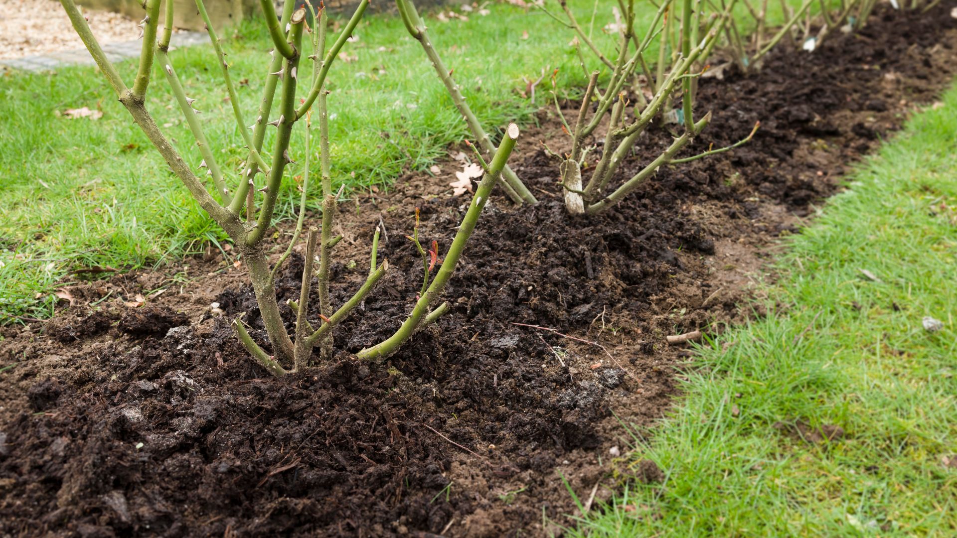 picture of pruned rose bushes with manure mulch on them in winter